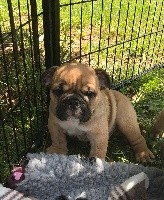 Babynoubull - Bulldog Anglais - Portée née le 07/04/2017