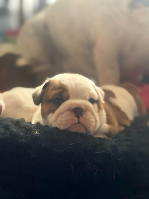 CHIOT
