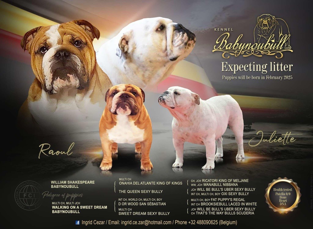 Babynoubull - Bulldog Anglais - Portée née le 23/02/2025